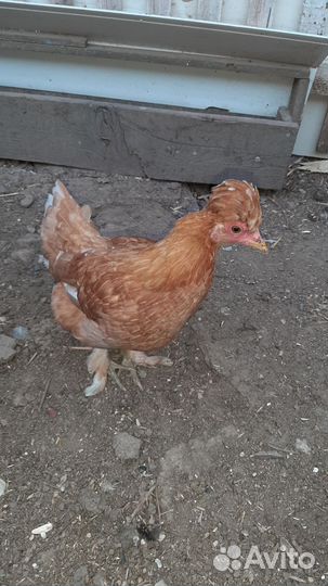 Куры несушки