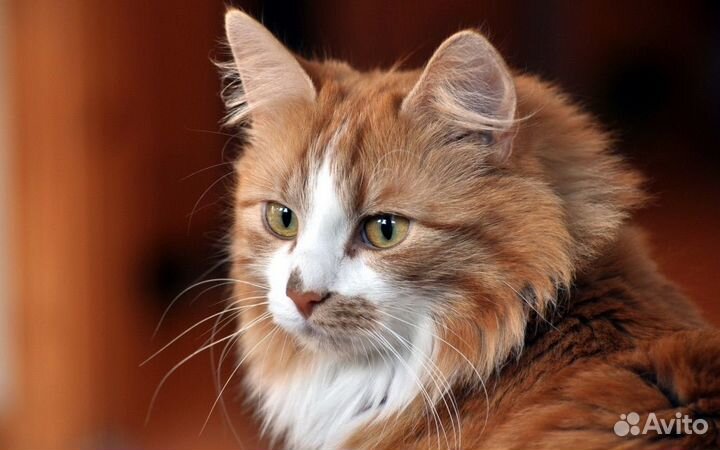 Передержка домашних кошек и котят