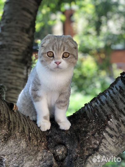 Временная передержка животных