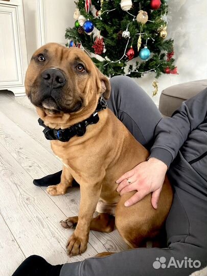 Вязка питбуль