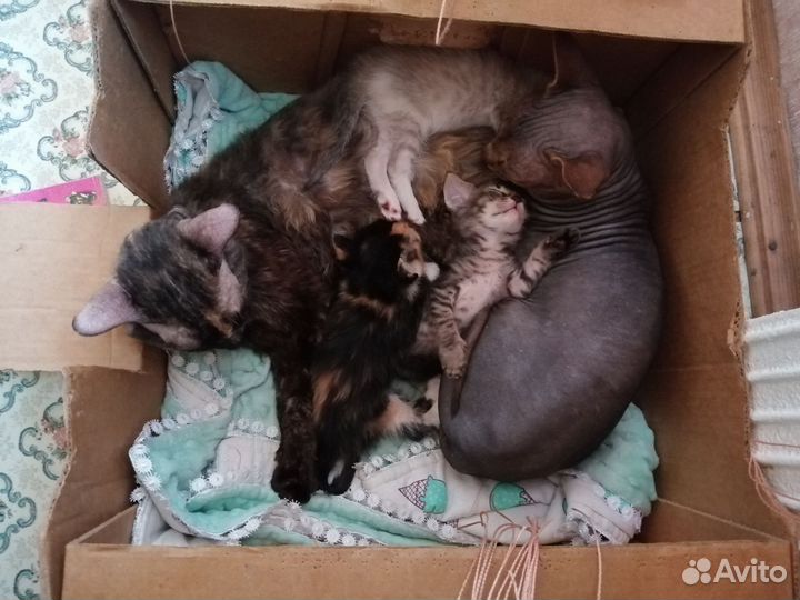 Донской сфинкс котята браш