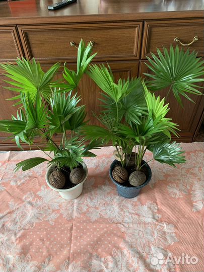 Пальма ливистона