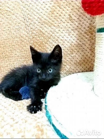 Черный котенок бесплатно