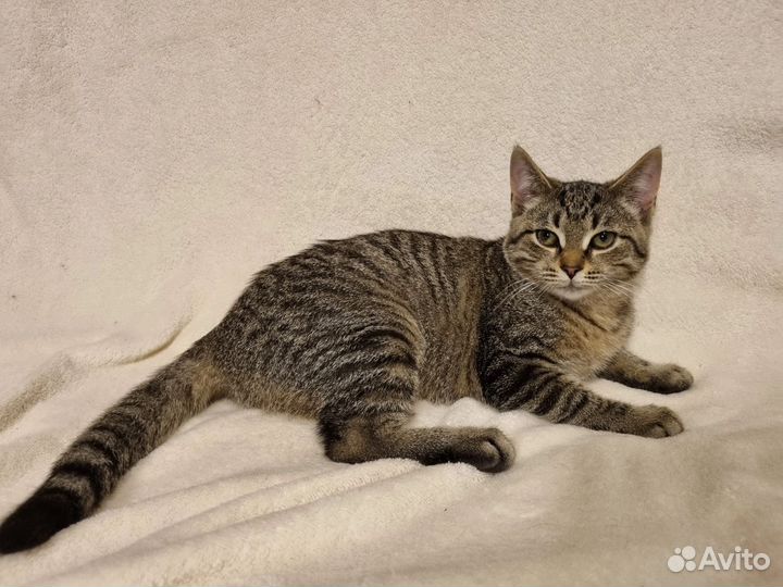 Кошка в дар
