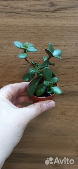 Красула овата(денежное дерево)