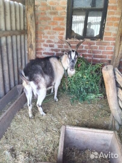 Коза ламанча