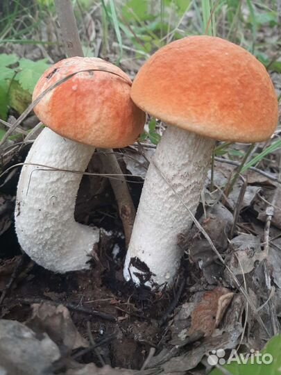 Грибы подосиновики