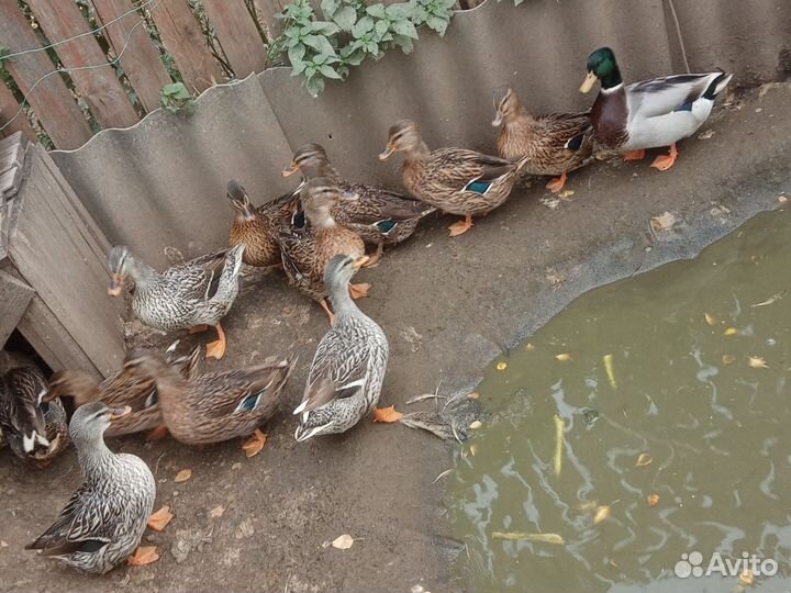 Подсадные утки для охоты