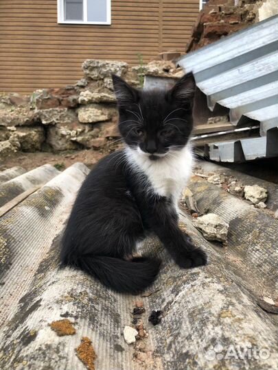 Котенок мальчик бесплатно