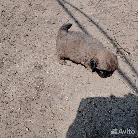 Щенки пекинеса