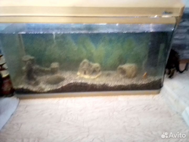 Аквариум с рыбками
