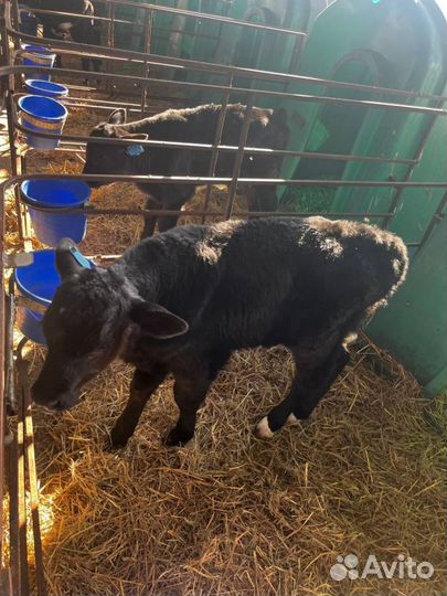 Отборные телята бычки быстрая доставка