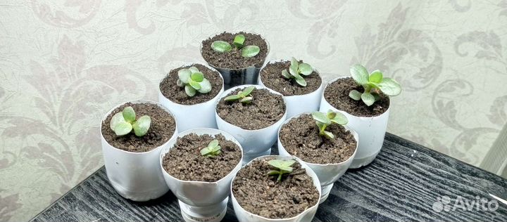 Денежное дерево