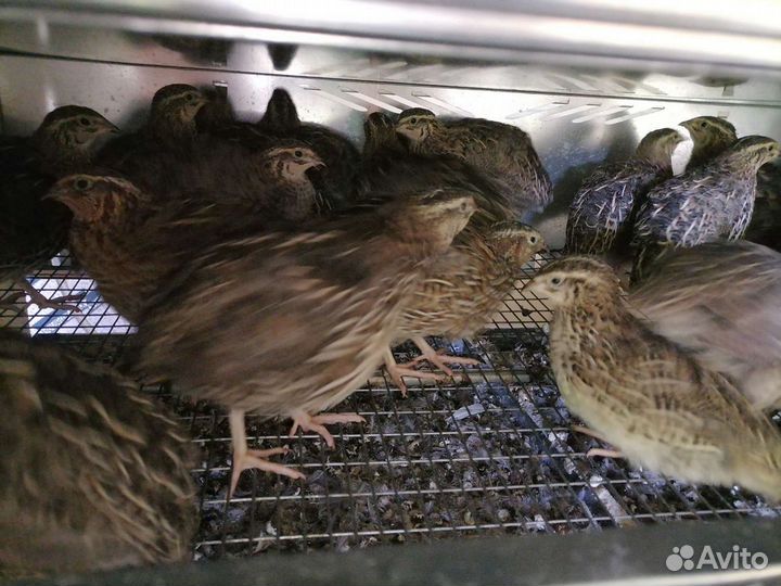 Перепела Феникс золотистый,Фараон,Техасский перепе