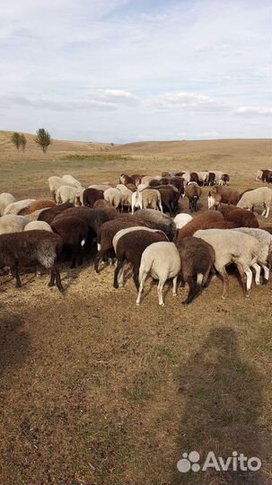 Молодняк бараны