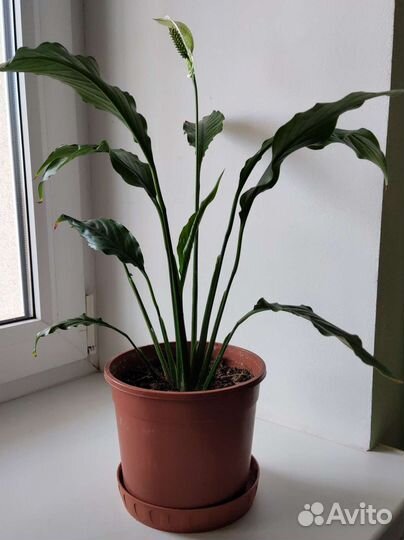 Спатифиллум