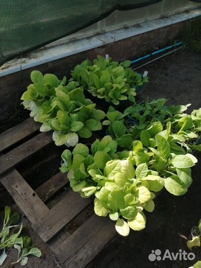 Рассада табака