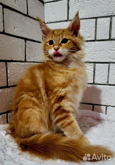 Котята мейн-кун