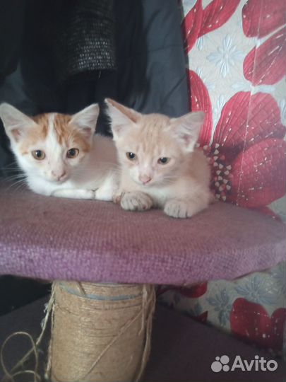 Котята