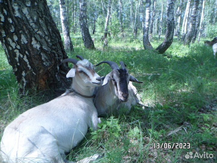 Нубийский козел