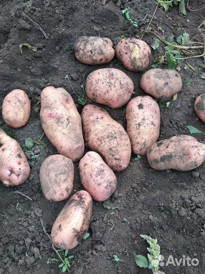 Продам картофель