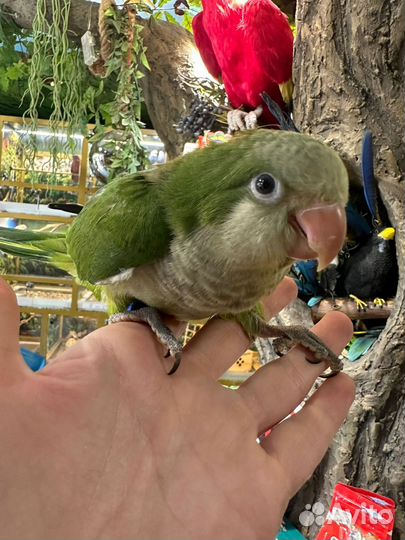 Попугай Калита монах квакер