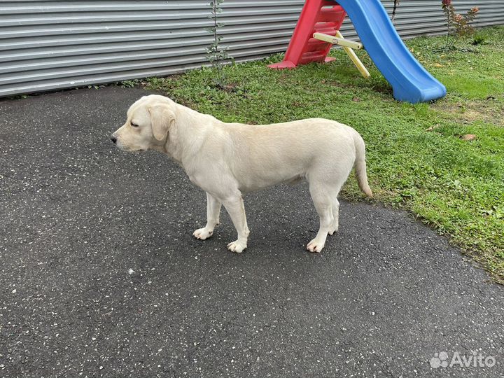 Кобель на вязку