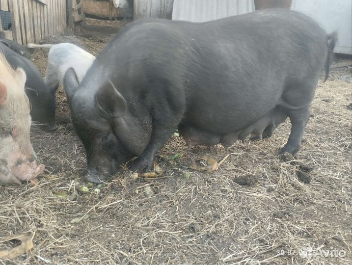 Вьетнамская вислобрюхая