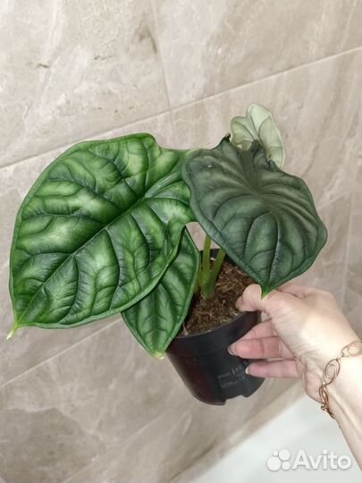 Алоказия Dragon scale