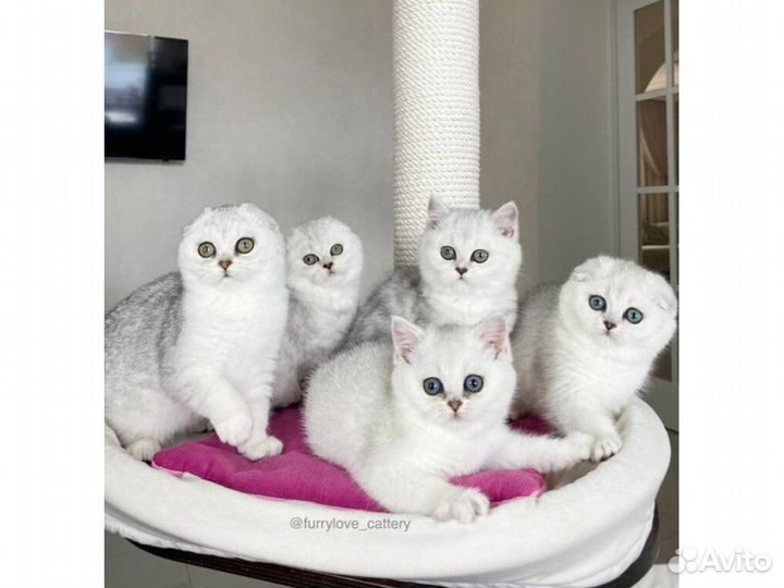 Серебристые котики