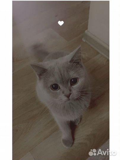 Шотландская кошка вязка