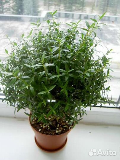 Мирт. Ягоды, семена, листья продам