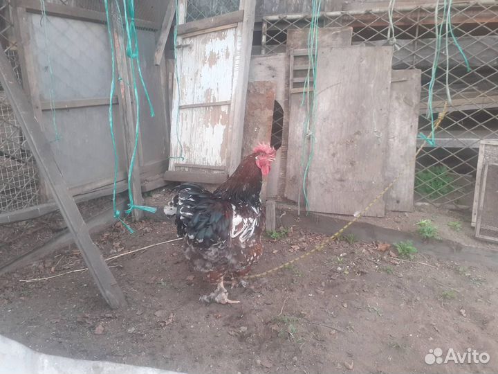 Петух брама