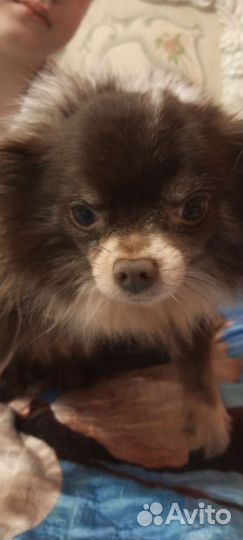 Кабель чих.приглашает на вязку