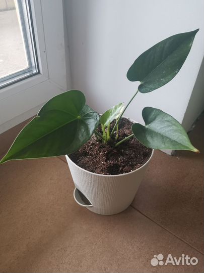 Антуриум Намора