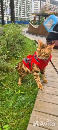 Бенгальский кот вязка