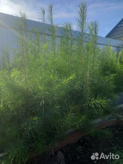 Лиственница сибирская