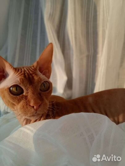 Кошка в дар