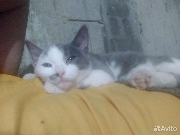 Котëнок