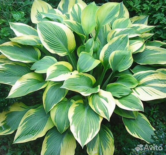 Хоста растение