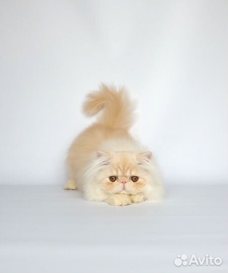 Персидская девочка 3,5 мес