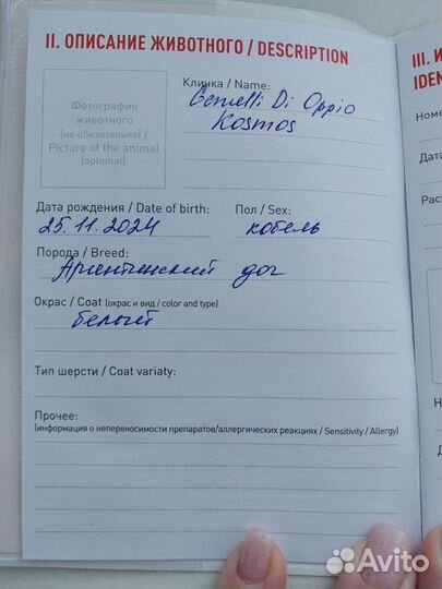 Аргентинский дог
