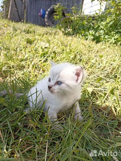 Кошки в добрые руки