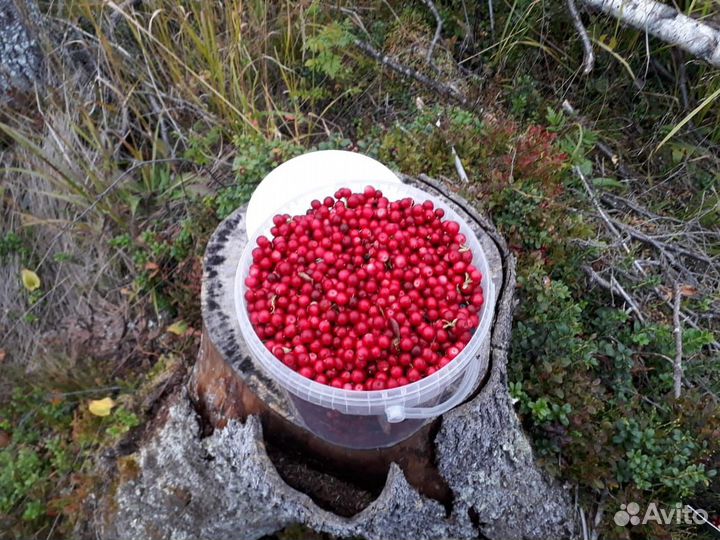 Черника брусника ягоды