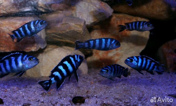 Африканские цихлиды