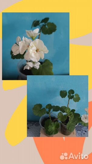 Пеларгония белая бабочка