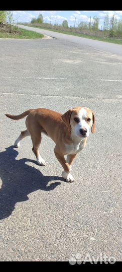 Бигль в добрые руки