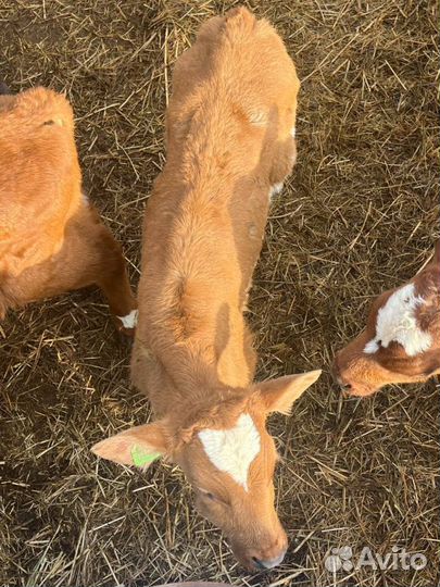 Отборные телята бычки быстрая доставка с выбором