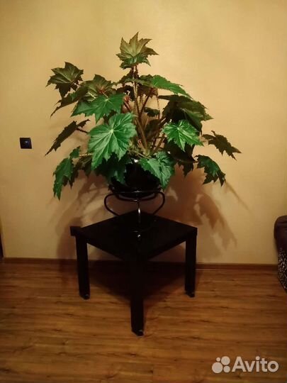 Цветок комнатный, домашний. Бегония