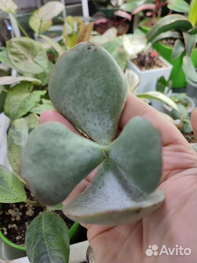 Крассула Сильвер доллар